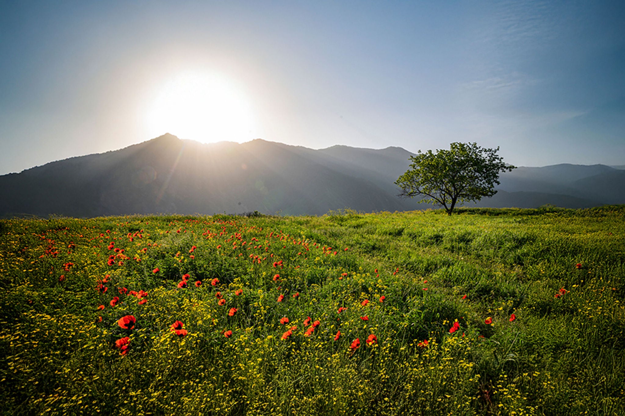 Green field flowers sun